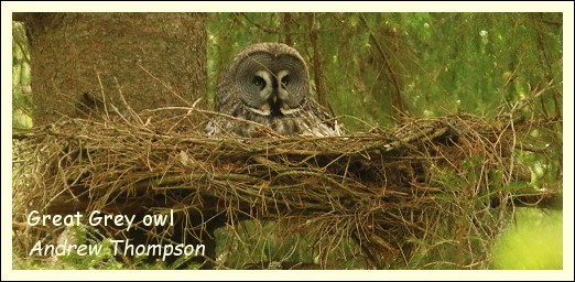 Great Grey Owl